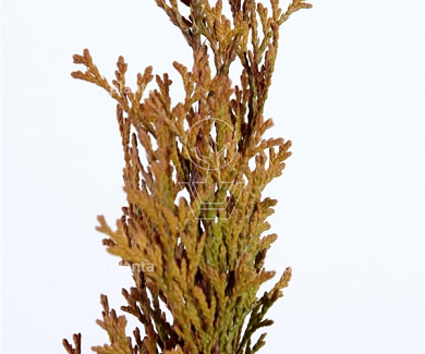 Thuja occidentalis 'Golden Smaragd'