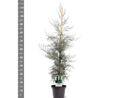 80 tot 100 cm hoog, pot 5 liter