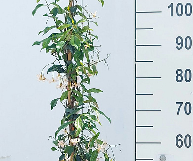 125 tot 150 cm hoog, gestokt, pot 4 liter