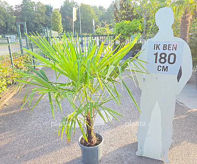 stam 20 tot 30 cm hoog, in pot