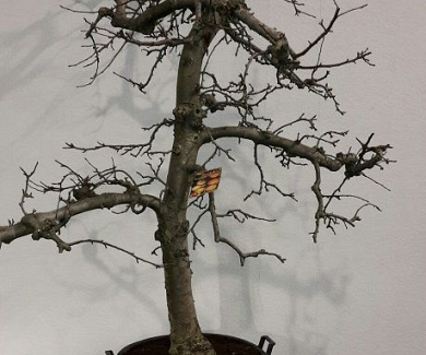  30-40, CONT, OUDE KNOT 