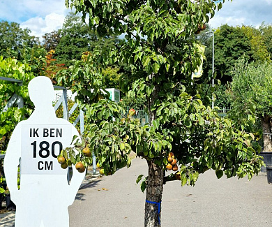 oude knotvorm, stamomtrek 30-40 cm, in pot