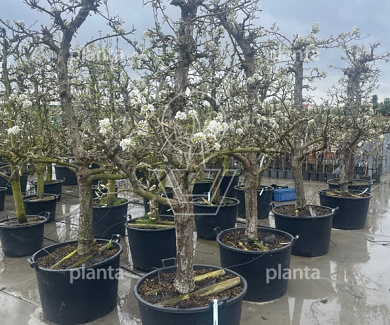  30-40, CONT, OUDE KNOT 