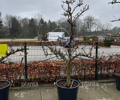 oude knotvorm, stamomtrek 25-30 cm, in pot