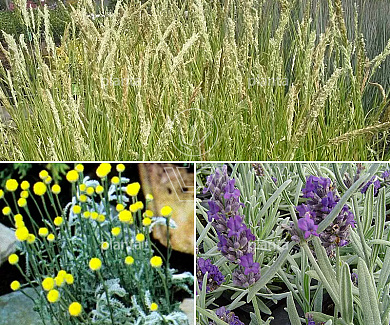 Borderpakket geurende mix lavendel