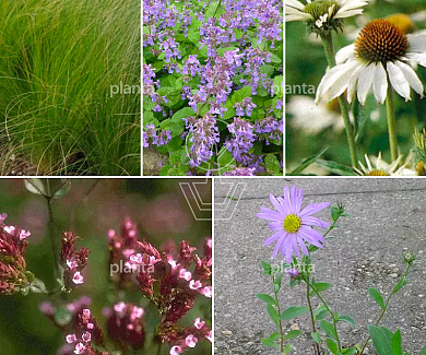 Borderpakket prairie lage mix