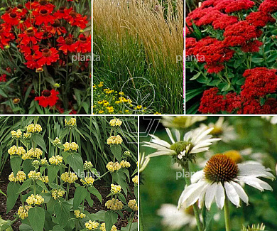 Borderpakket prairie hoge mix