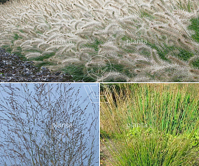 Borderpakket grassenmix