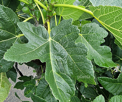 halfstamboom, stamomtrek 20-25 cm, in pot