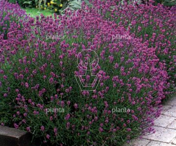 Lavandula angustifolia