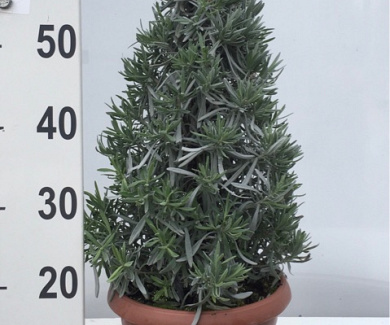  50- 60, C7.5       