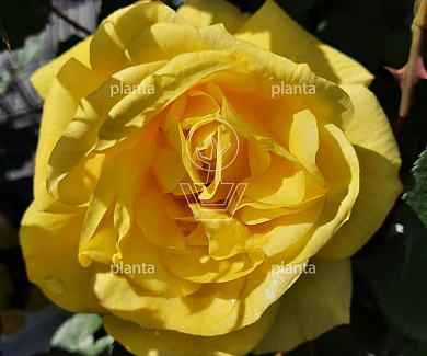 Rosa (F) 'Friesia'