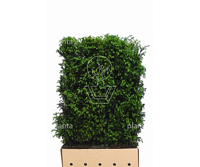 Quick Hedge Haagelement 100cm lang x 150cm hoog