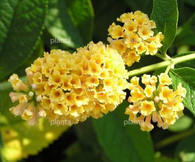 Buddleja weyeriana 'Sungold'