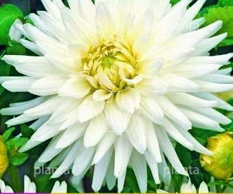 Dahlia 'Cactus Wit'