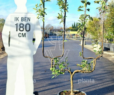 u-vormige lage leiboom, 150 tot 175 cm hoog, in pot