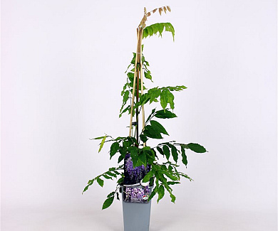 50 tot 60 cm hoog, pot 2 liter
