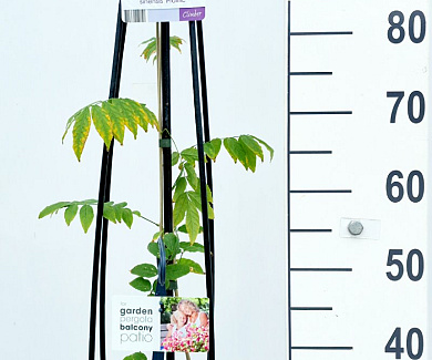 80 tot 100 cm hoog, pot 5 liter