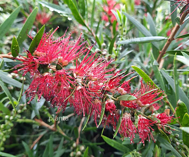 Callistemon 'Masotti'