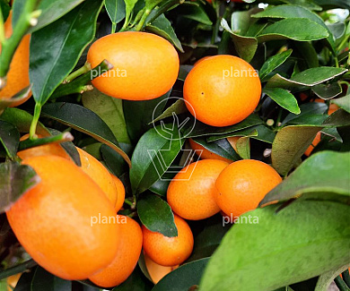 Citrus kumquat