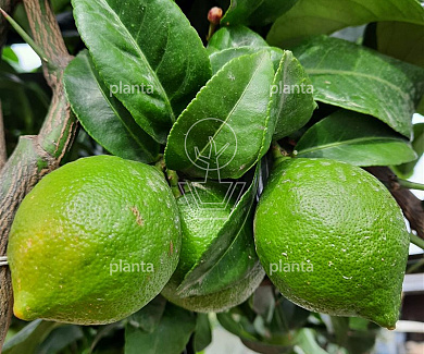 Citrus limonum