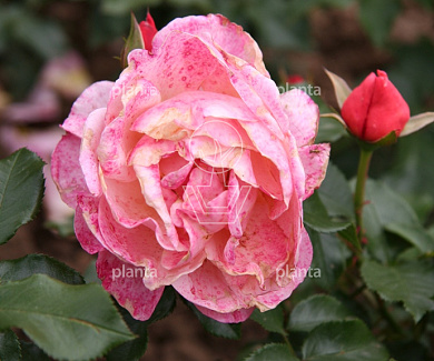 Rosa (F) 'Marie Curie'
