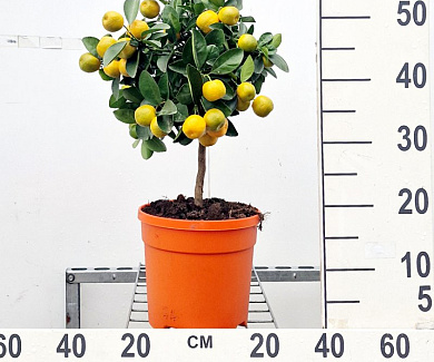 stam 40 cm hoog, in pot