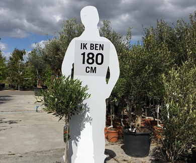 stam 60 cm hoog, in pot