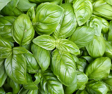 Ocimum basilicum