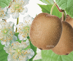 Actinidia chinensis 'Huwelijk'