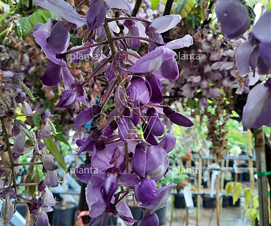 175 tot 200 cm hoog, gestokt, pot 3 liter