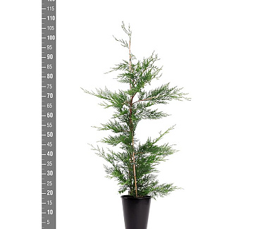 80 tot 100 cm hoog, in pot