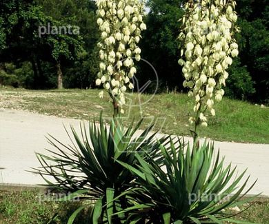 Yucca gloriosa