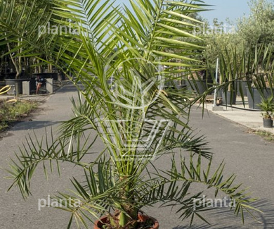 Phoenix canariensis
