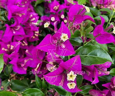 Polygala myrtifolia