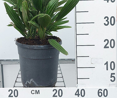 50 tot 60 cm hoog, pot 7.5 liter