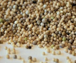Sempergreen emmer 20 kg