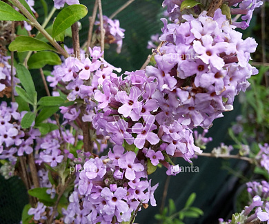 Buddleja alternifolia