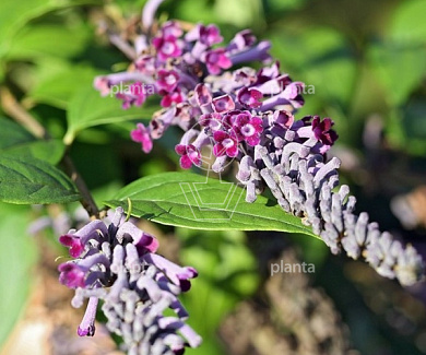 Buddleja lindleyana