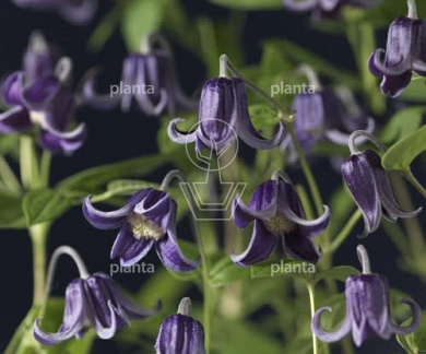 Clematis 'Fascination'