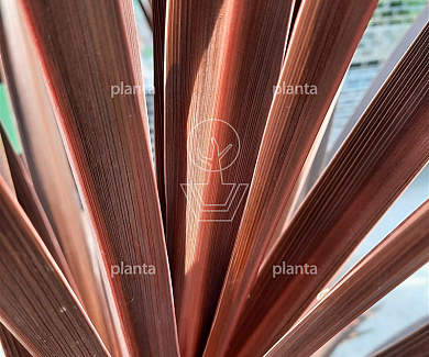Cordyline australis 'Red Star'