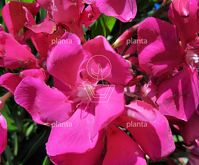 Nerium oleander ROOD