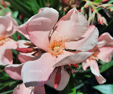 Nerium oleander ROZE