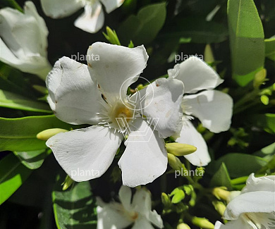 Nerium oleander WIT