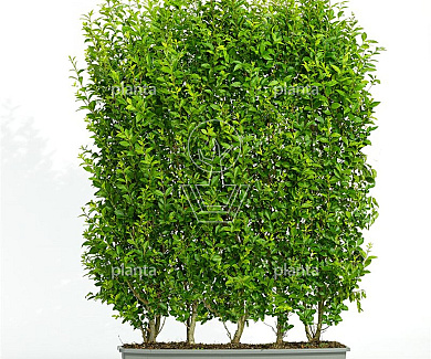 Meeneemhaag 100cm lang x125 tot 150cm hoog