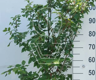 125 tot 150 cm hoog, pot 4 liter