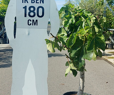 halfstamboom, pot 35 liter