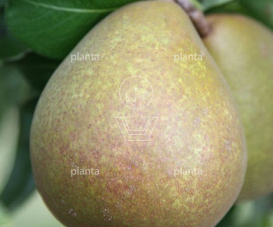 Pyrus communis 'Beurré Hardy'