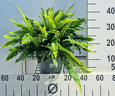 Pot 5 liter