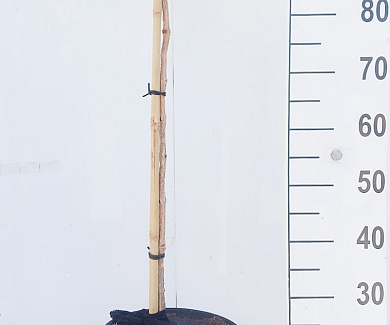 stam 80 cm hoog, in pot